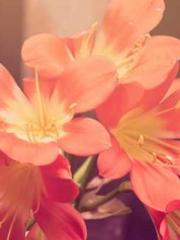 Jiang Mingzhu Zhou L