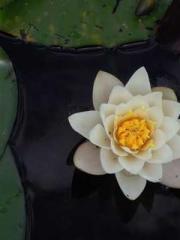 Professor Yan is goi