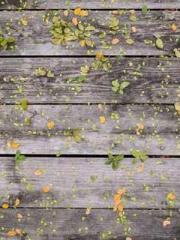 One Pregnancy, Two B