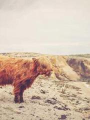 The Ugly Womanapos;s