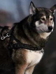 Super husband Lin Xi