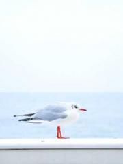 Lin Feng Lin Yun Yao