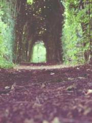 The Ugly Womanapos;s