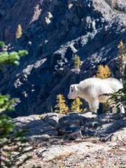 My Sweet Wife: The C