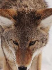 The Uncle Emperor Do