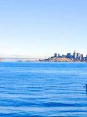 King of the Nine Pro