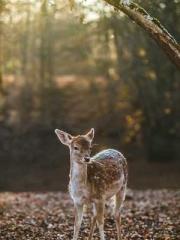 The Best Little Body